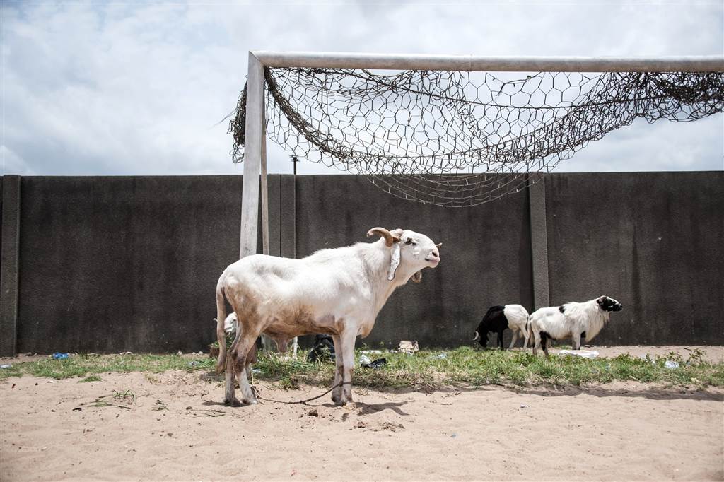 A ram stands tied to a goal post ahead of a ram fighting competition held at the National Stadium in Lagos, Nigeria on March 20, 2016. STEFAN HEUNIS / AFP - Getty Images