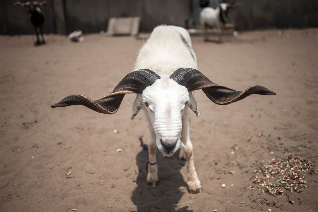 11. A ram stands pegged to the ground at the National Stadium in Lagos on March 20. STEFAN HEUNIS / AFP - Getty Images