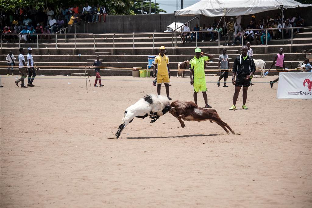 7. Two rams collide as the referee and marshals look on, during the ram fighting competition at the National Stadium in Lagos on March 20. The Nigerian ram fighting rules state that at the start of a tournament rams are allowed to hit 30 "blows" before the referee calls a tie. By the finals, rams can head-butt up to 100 times. STEFAN HEUNIS / AFP - Getty Images